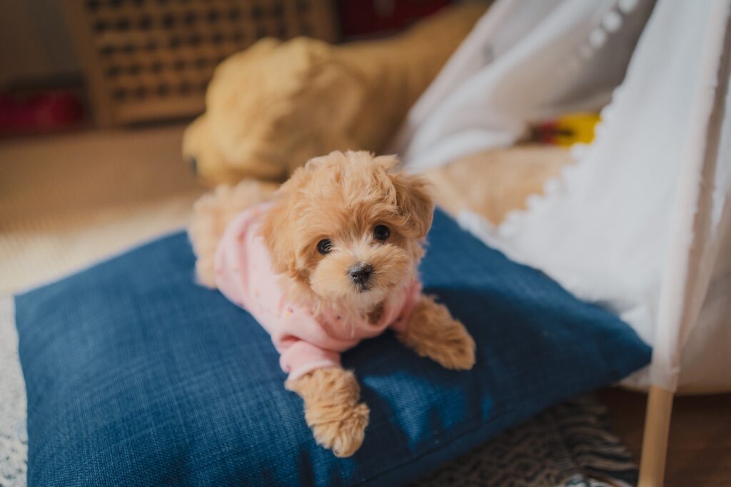 幼犬生活規則