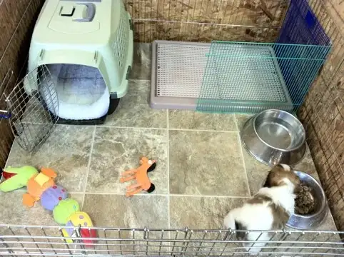 教狗狗上廁所、訓練定點大小便,尿盆擺放的位置與方式很重要。