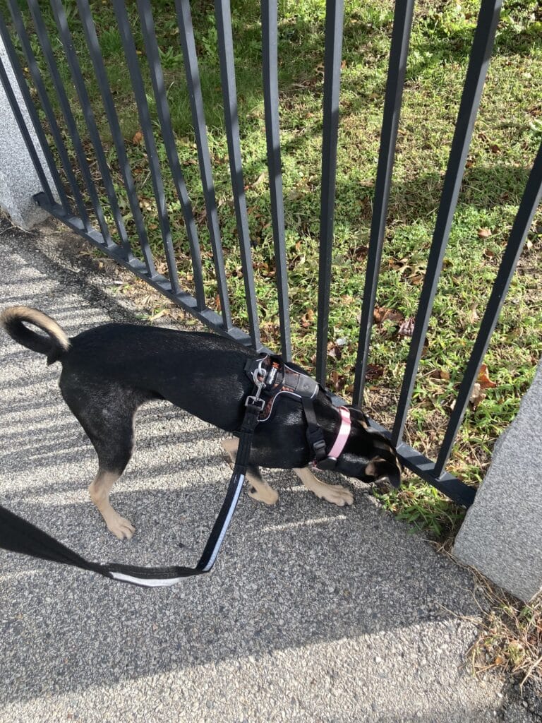 帶狗出國