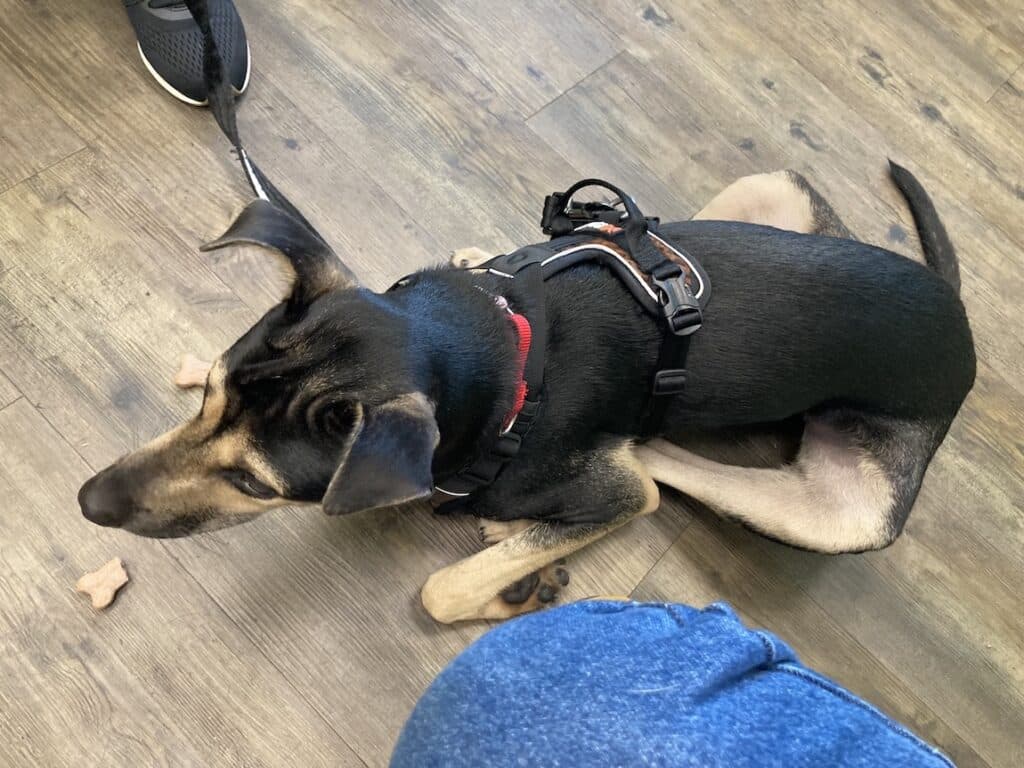 減敏訓練 正向訓練 狗狗訓練