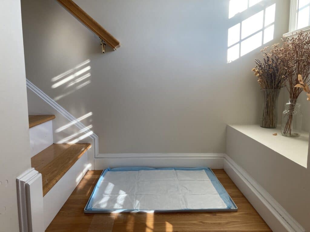 教狗狗上廁所 狗狗定點上廁所