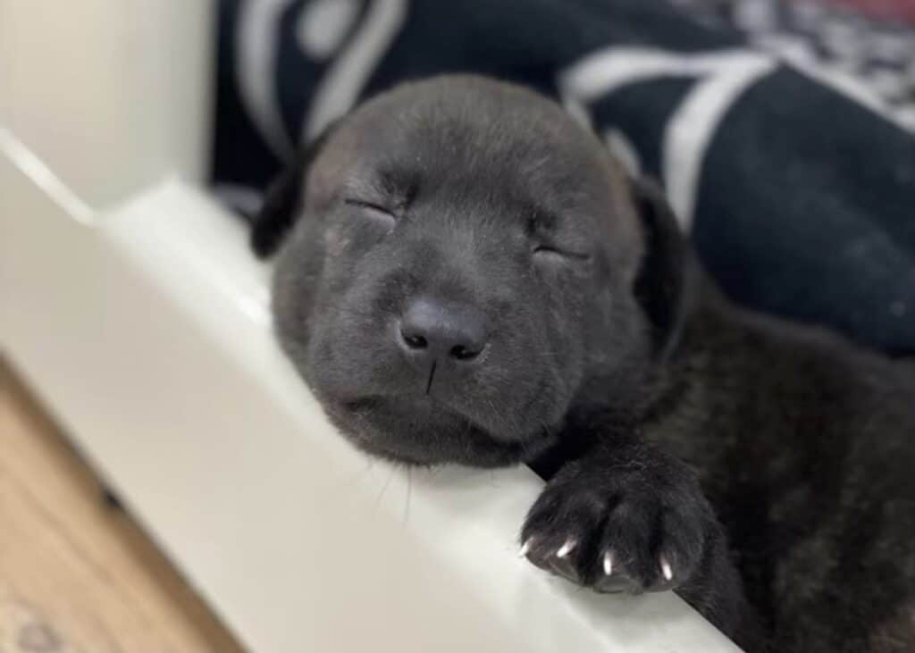 教狗狗上廁所 狗狗定點上廁所