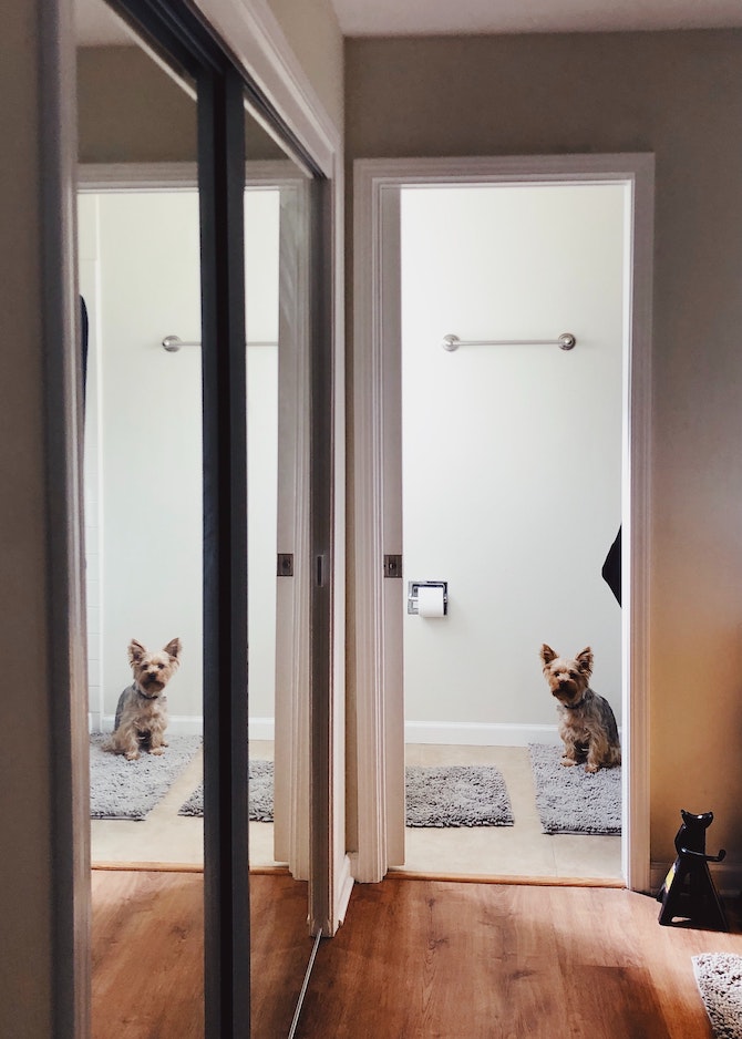 教狗狗上廁所 狗狗定點上廁所