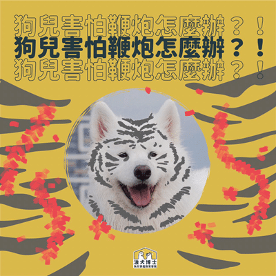 狗狗過年 狗狗壓力大