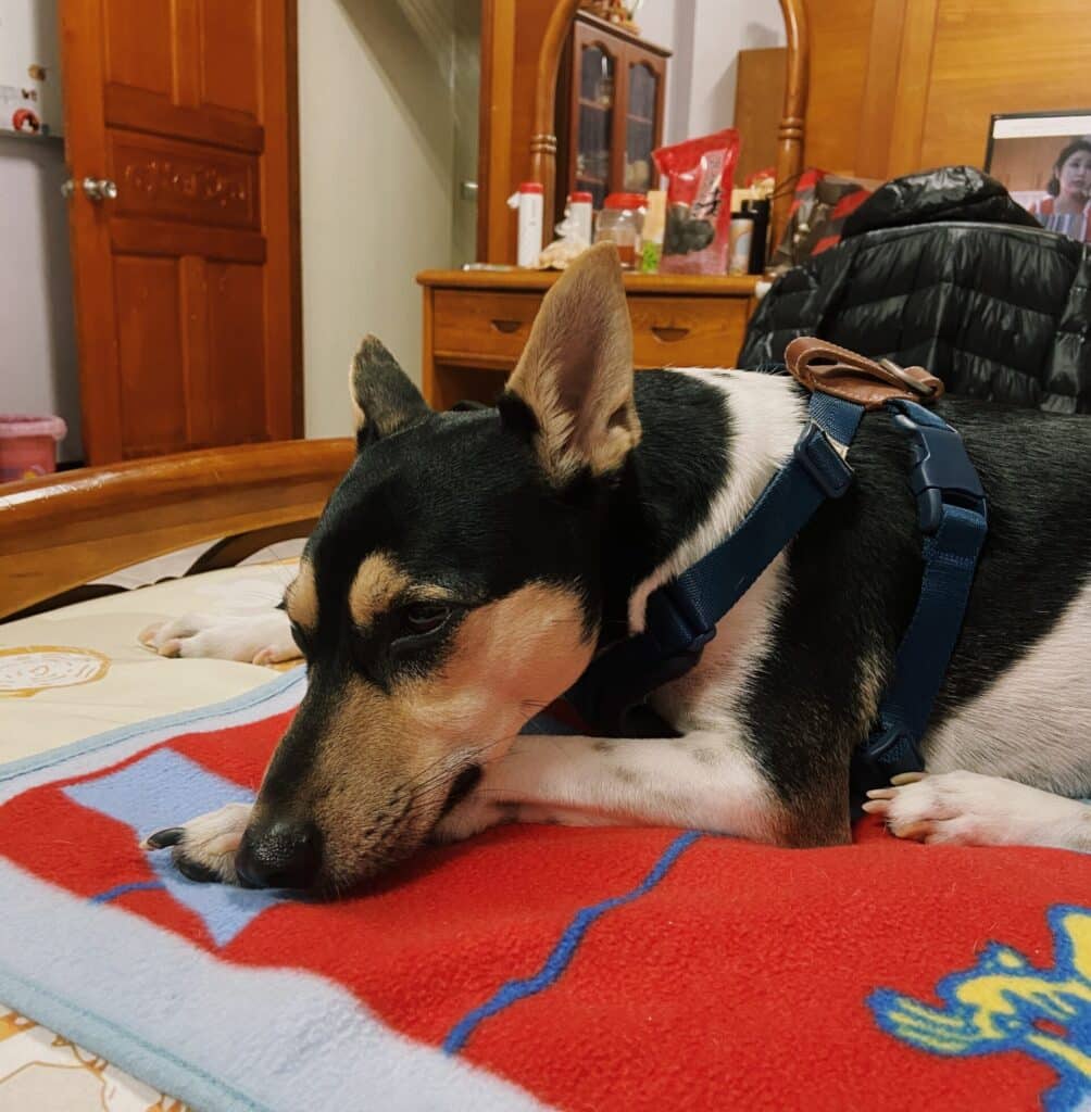 狗狗過年 狗狗壓力大