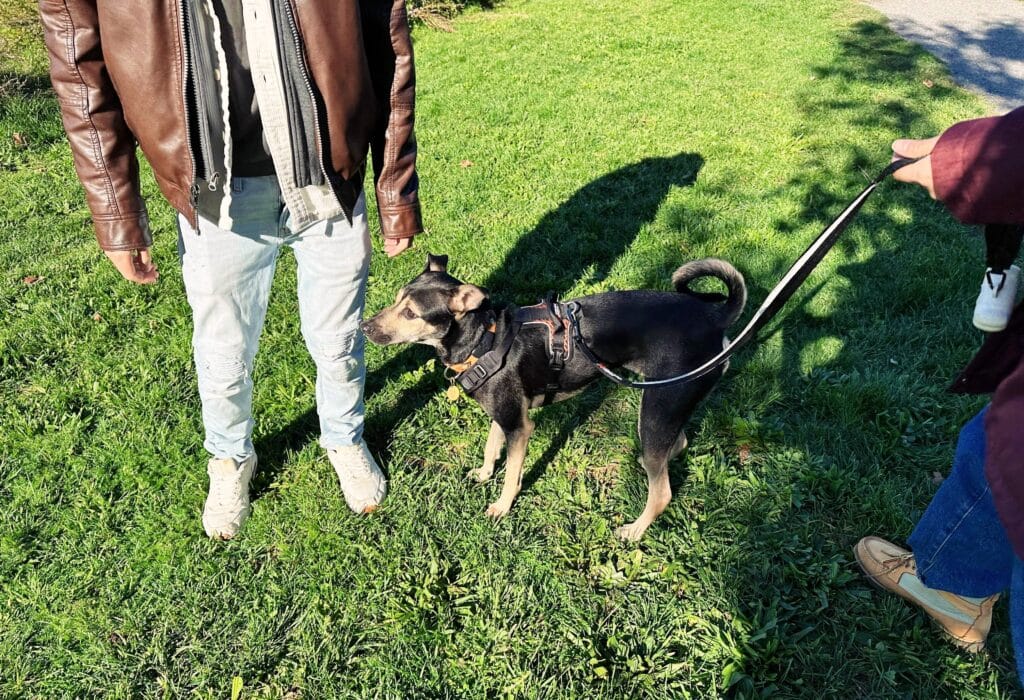 狗狗過年 狗狗壓力大 摸狗