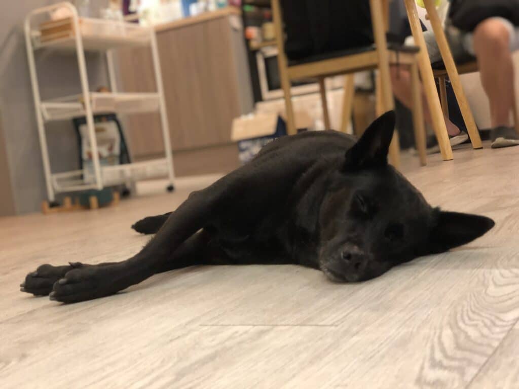 狗狗過年 狗狗壓力大