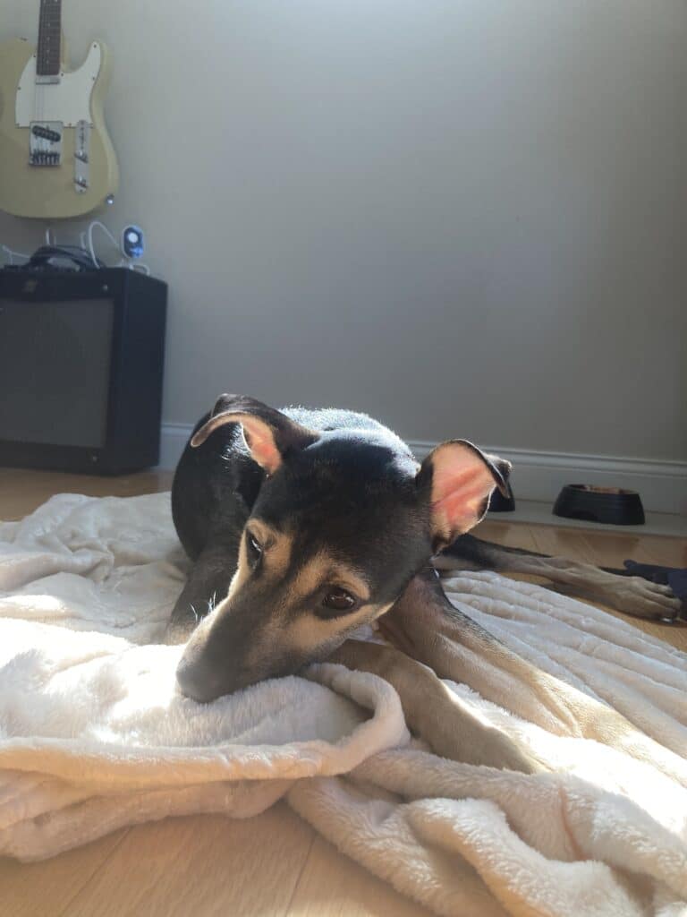 狗狗抓床 狗狗抓地板