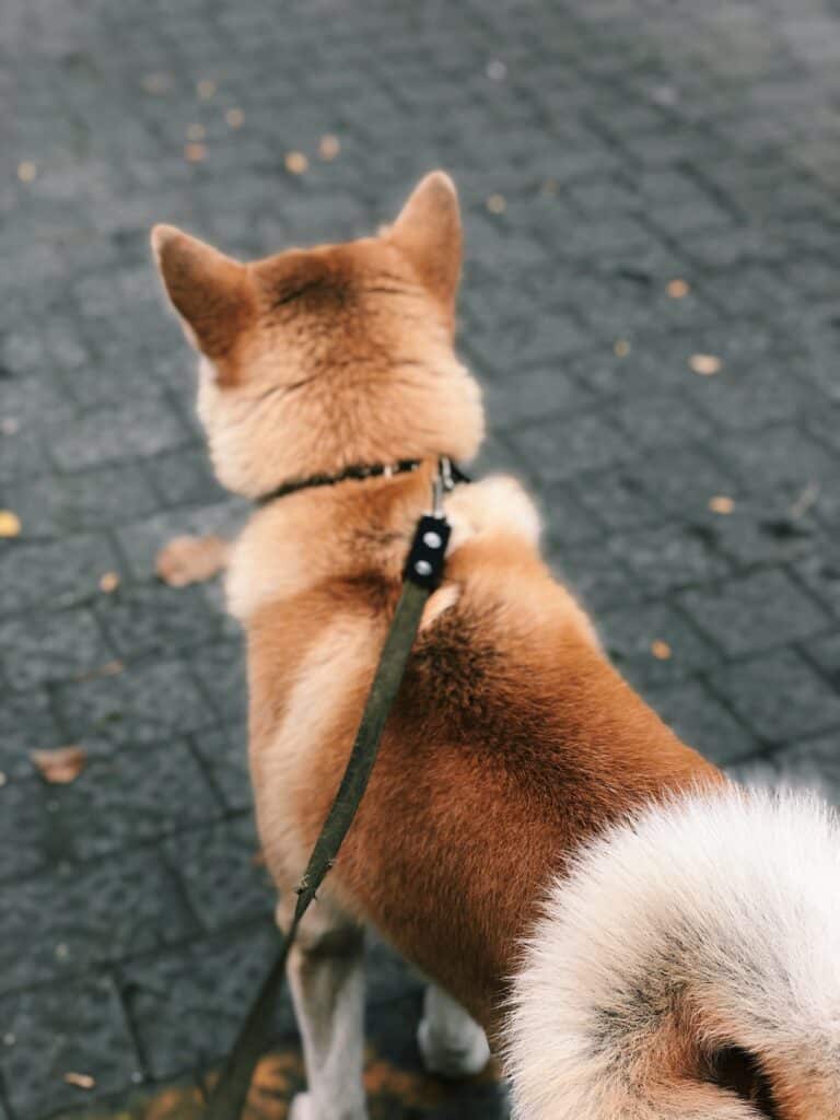 狗狗牽繩
