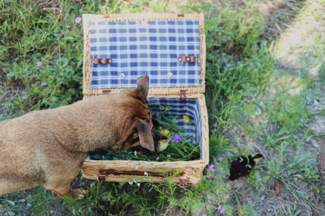 帶狗狗野餐、帶狗出遊、狗狗食物