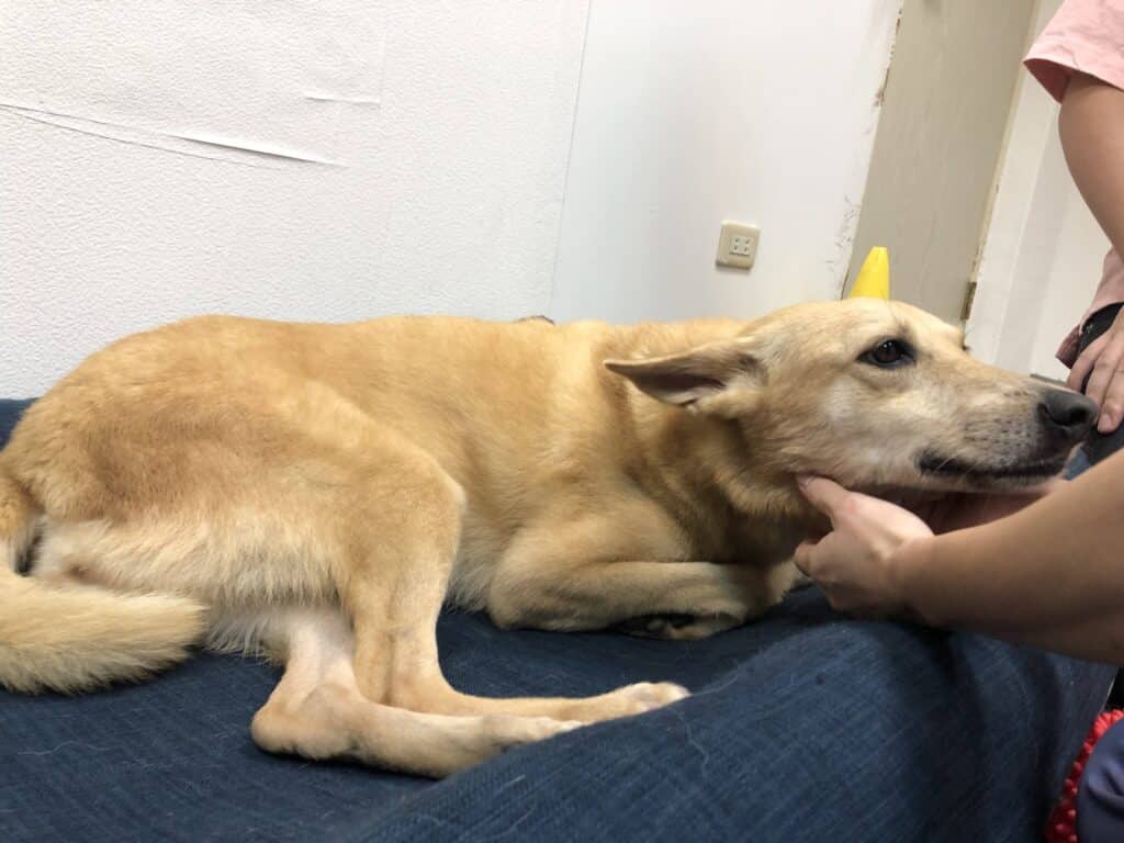 狗狗安親班、狗吠陌生人