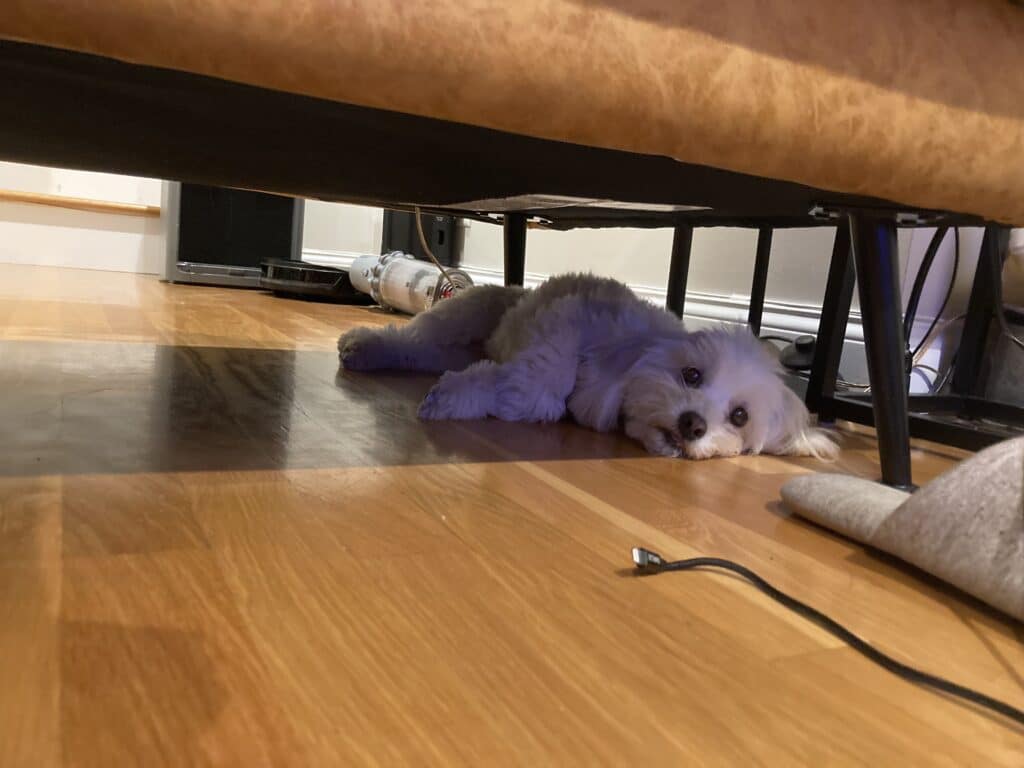 狗狗躲床底下, 狗狗適應新環境, 小型犬