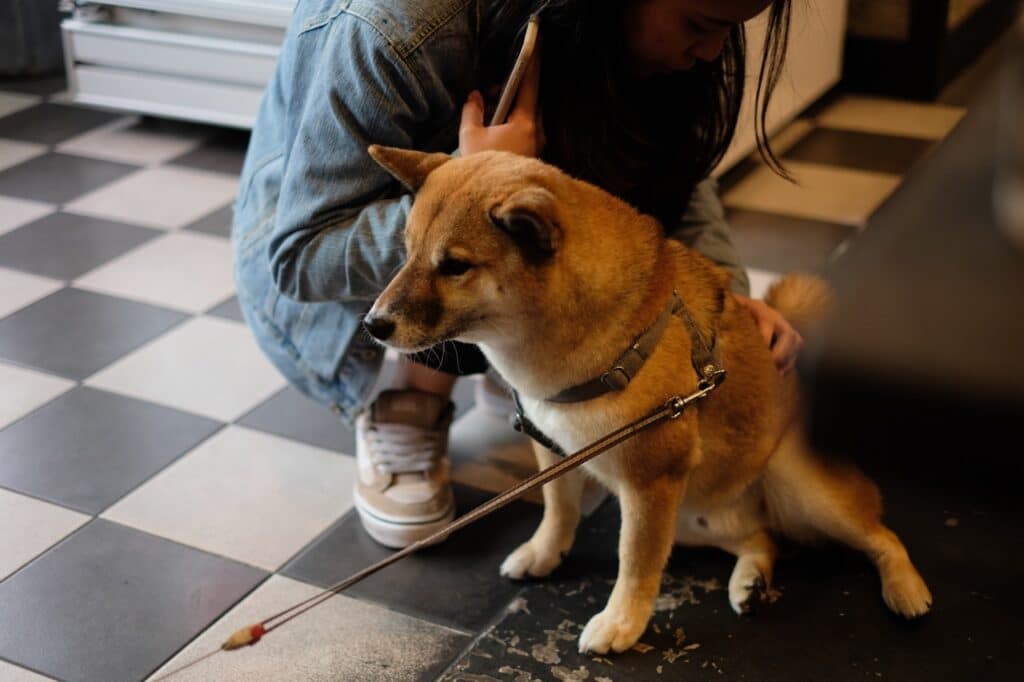 狗狗適應新環境