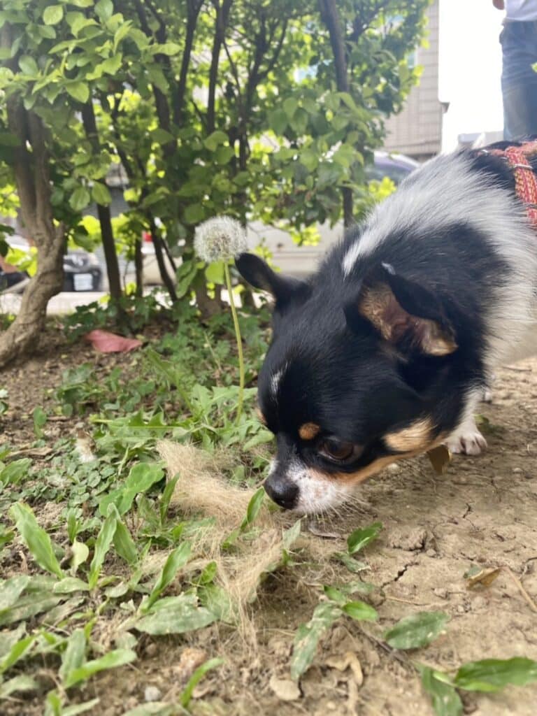 波特嗅聞