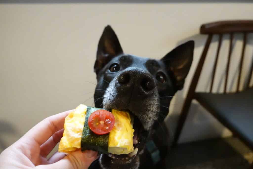 狗狗吃飯的環境