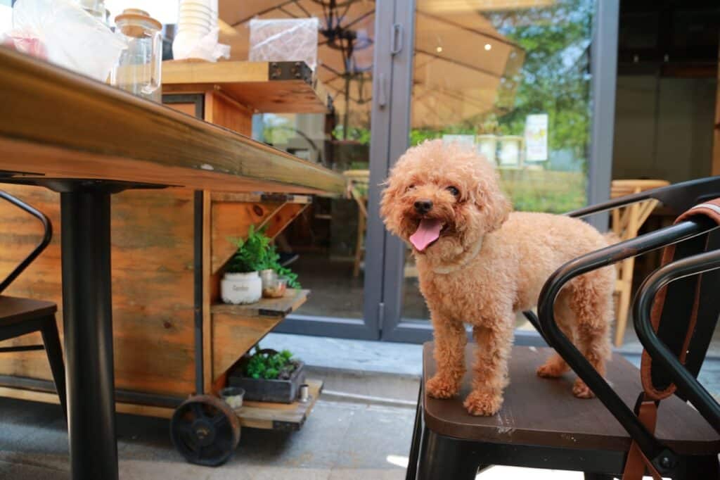 狗狗挑食以獲取關注