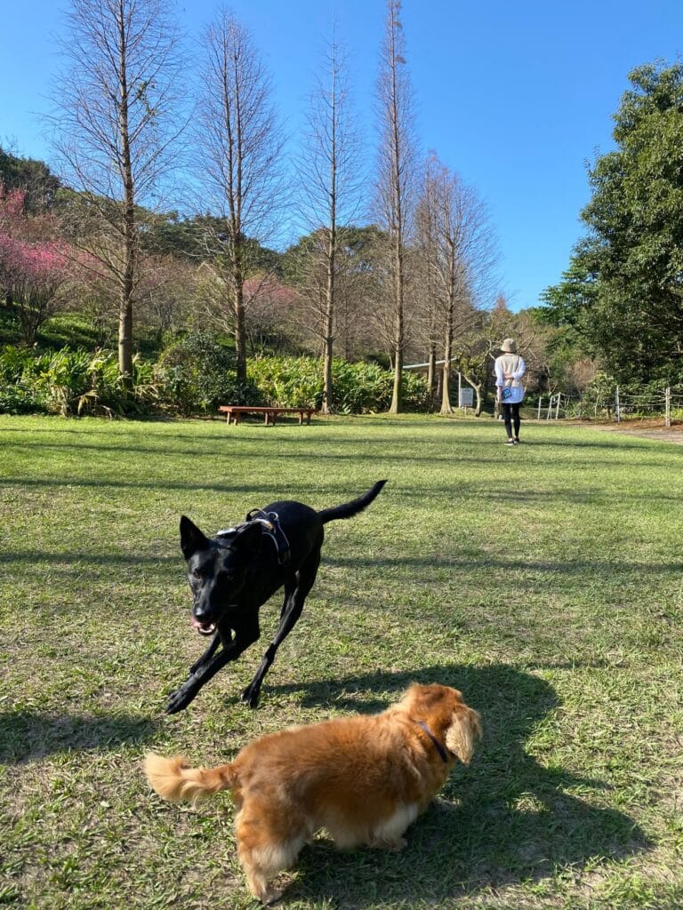 狗狗暴衝、帶狗散步