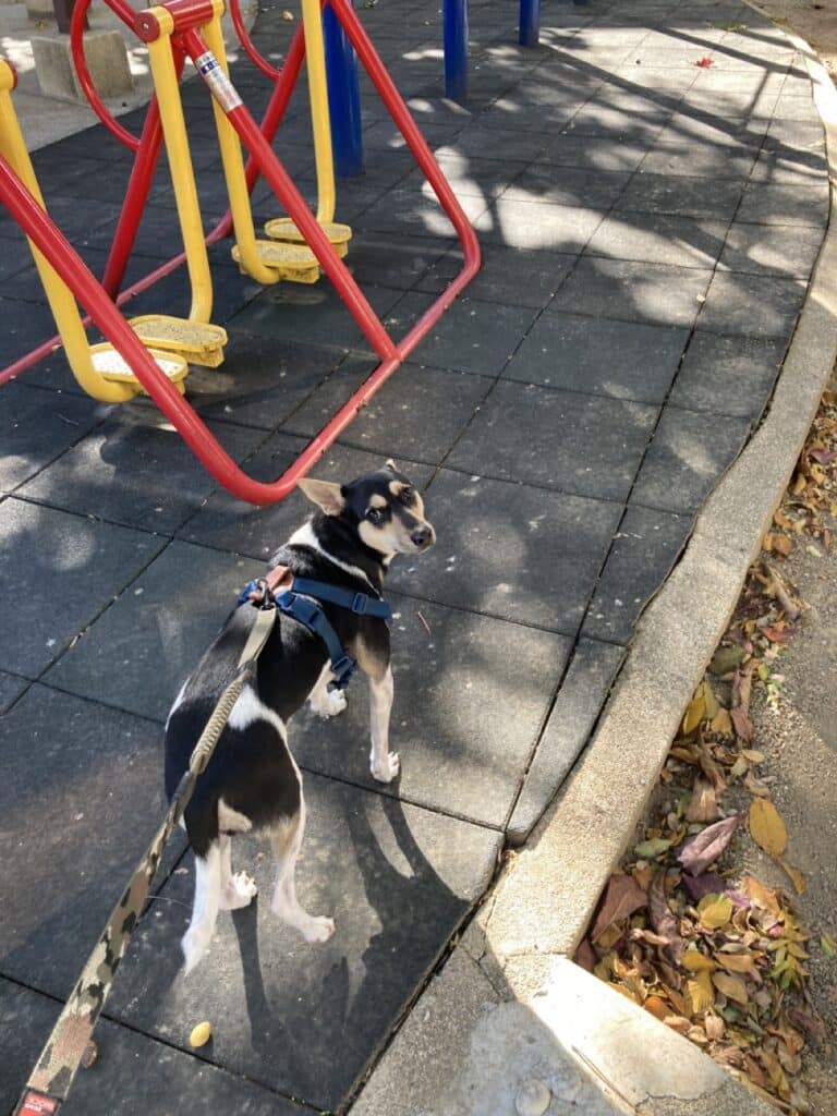 狗狗壓力大的表現