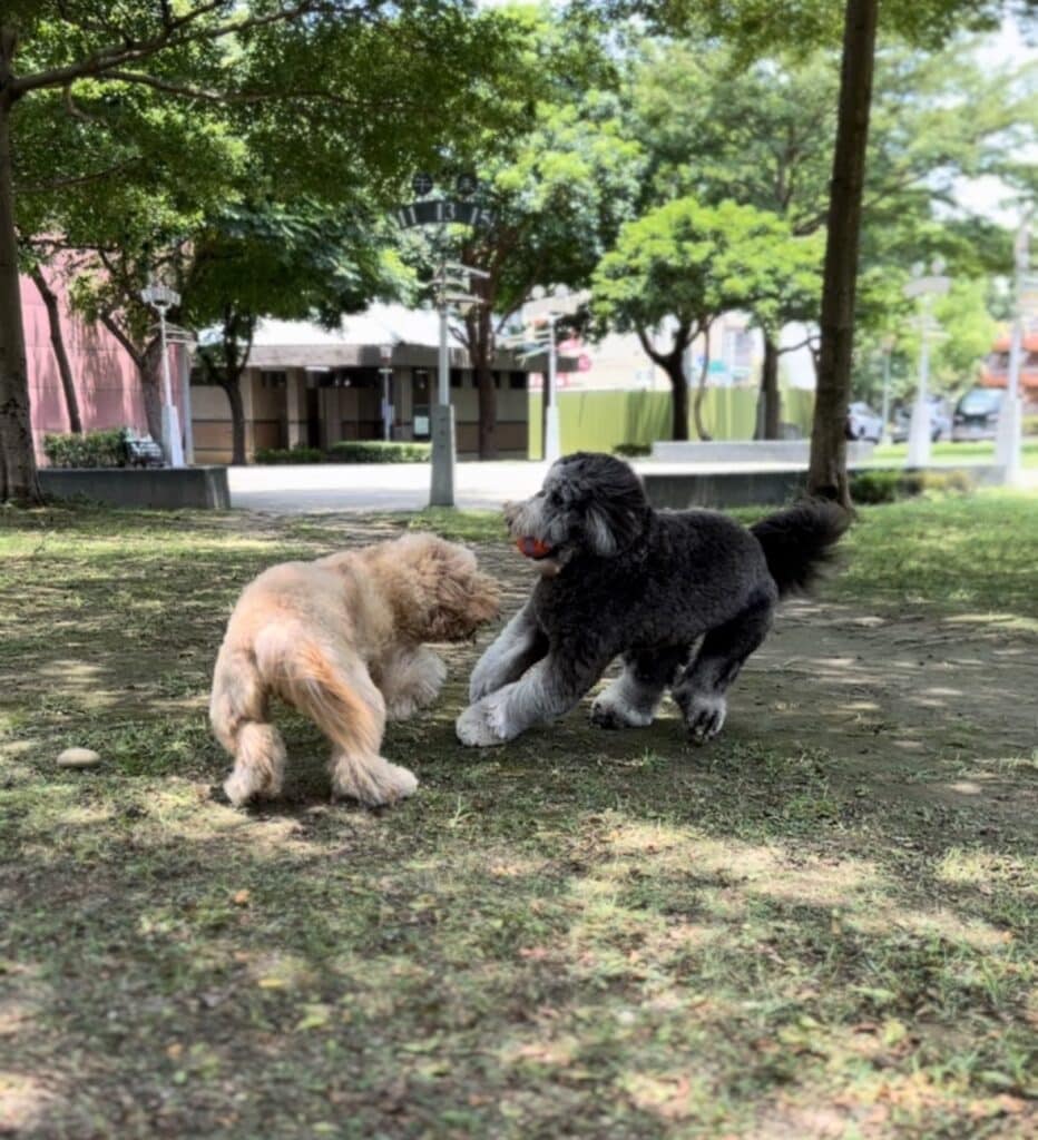 捲捲和 Oma 互動