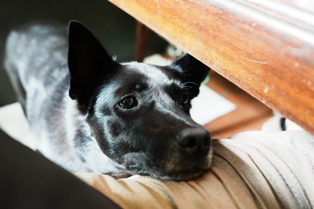 溫和且堅定地回應狗狗