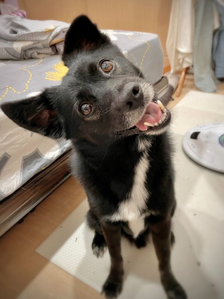 Kuma