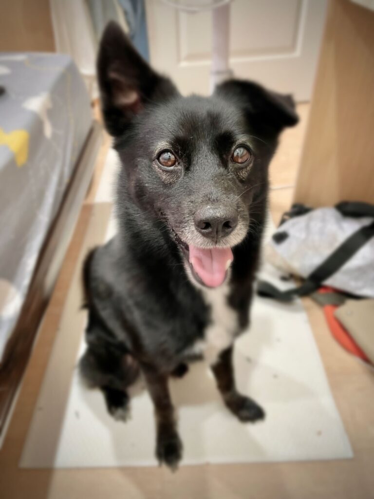 Kuma 準備出門散步