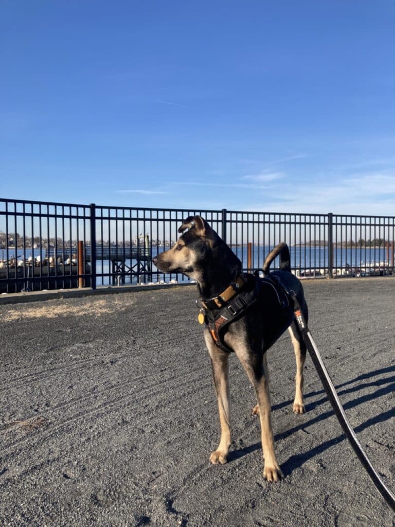 帶狗散步、狗狗散步專員