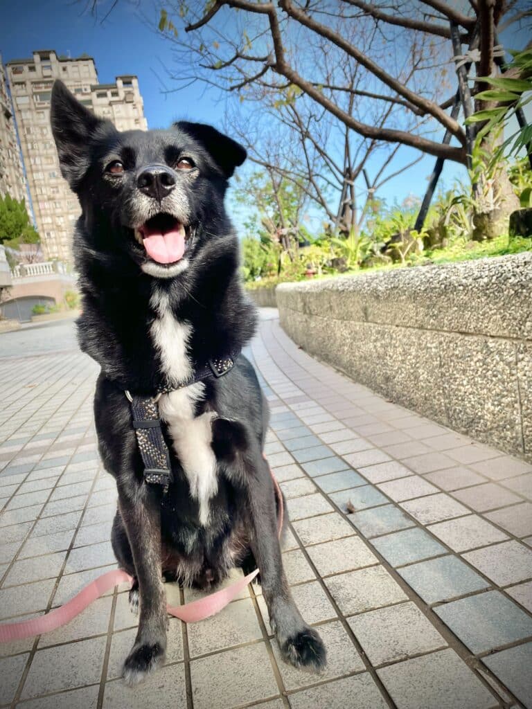 Kuma 散步