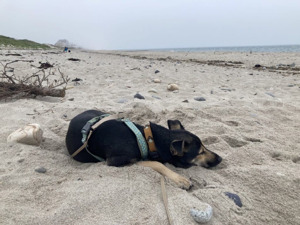 狗狗挖土納涼