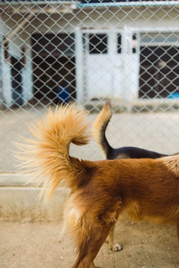 狗狗搖尾巴也是常見狗狗肢體語言之一