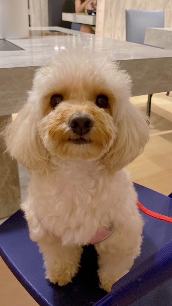 Dei Dei 、奶油玩具貴賓