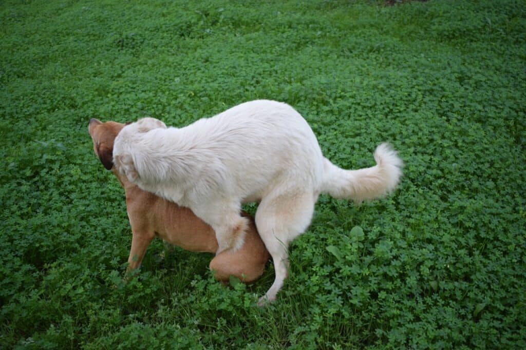狗狗騎乘