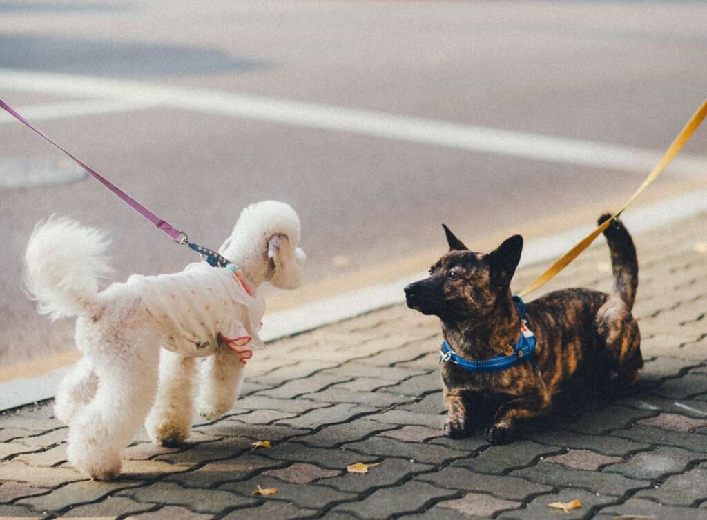 狗狗社交