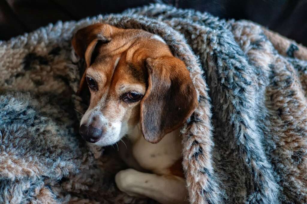 狗狗會冷嗎