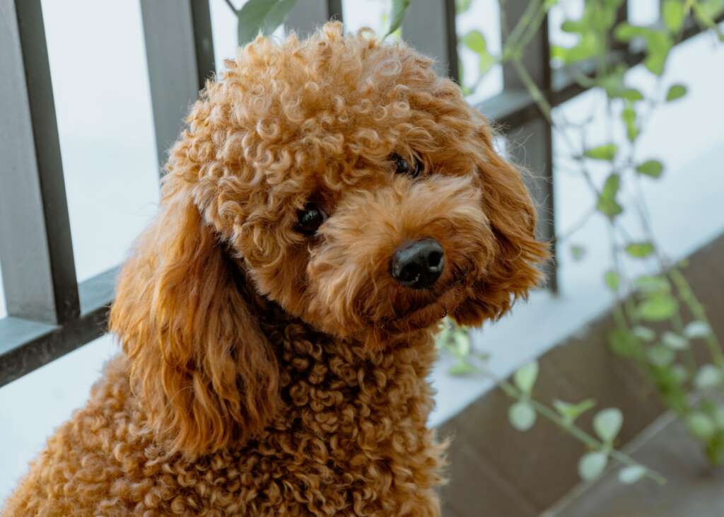 狗狗發抖