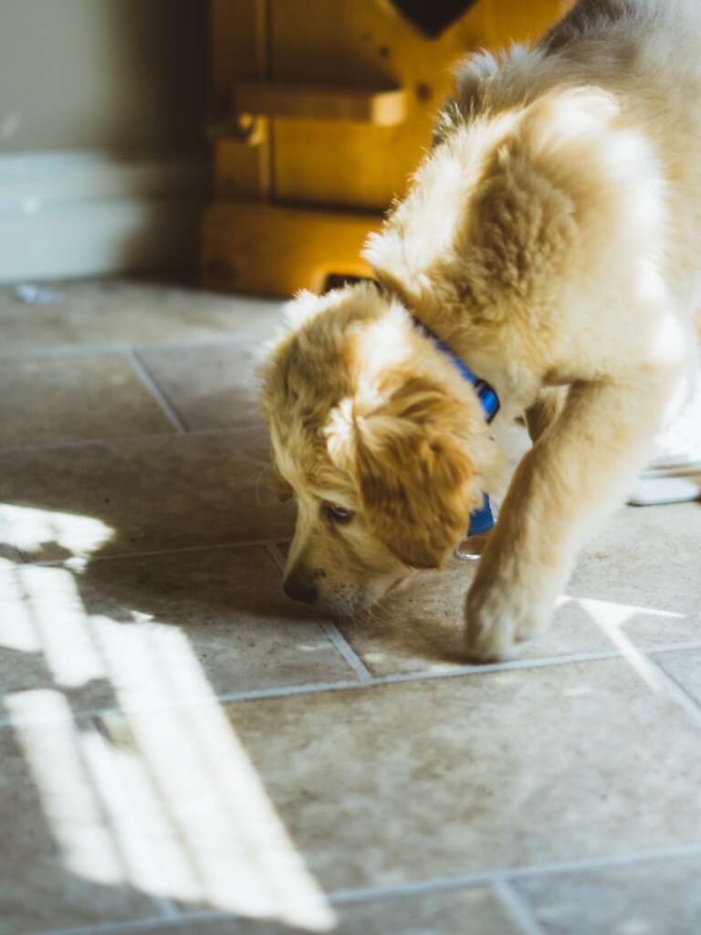 狗狗嗅聞