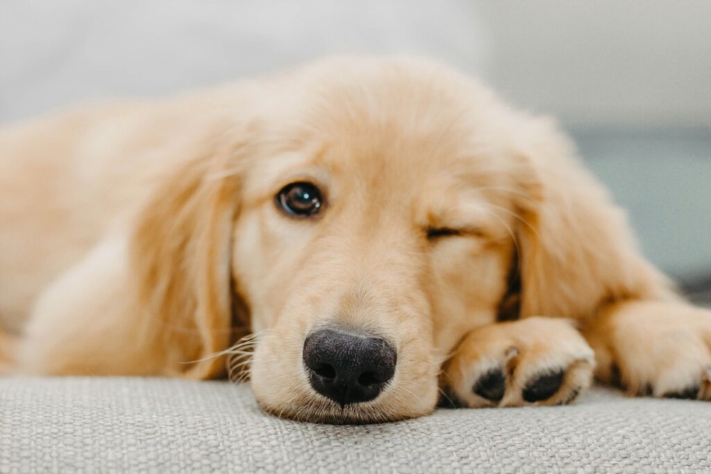 研究發現絕育時間早晚也可能影響成犬狗狗體型大小。