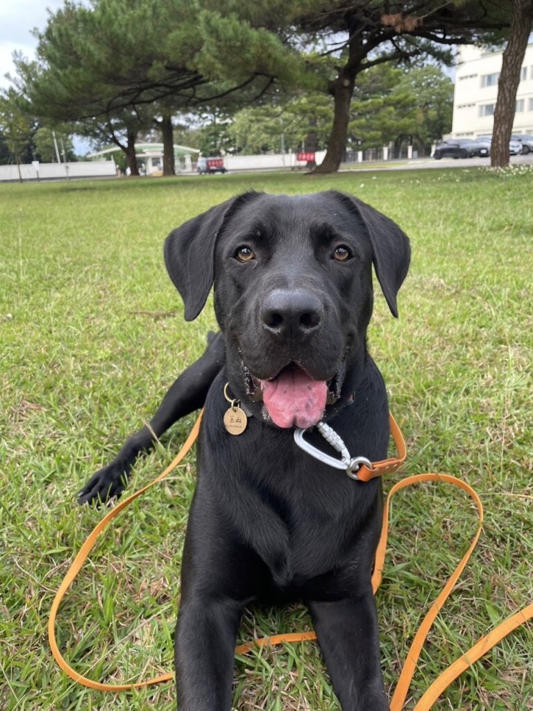 進入青少年時期的高山犬米克斯萬兩，讓姊姊相當頭痛。