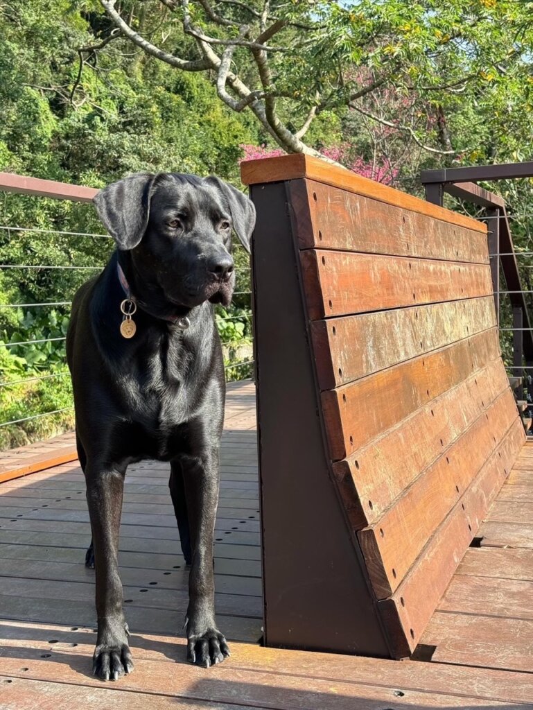 高山犬米克斯萬兩，戶外帥氣照片