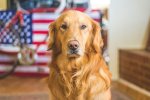 金黃色的黃金獵犬、美系黃金獵犬